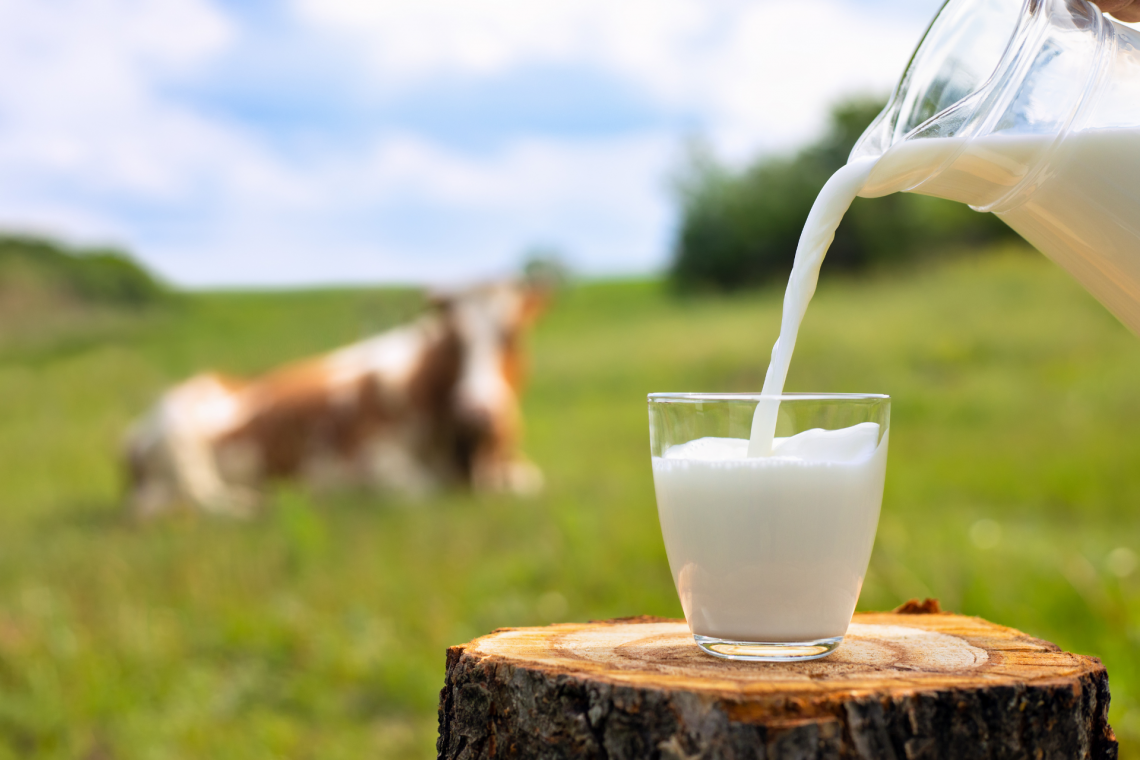 Gros plan sur les produits laitiers
